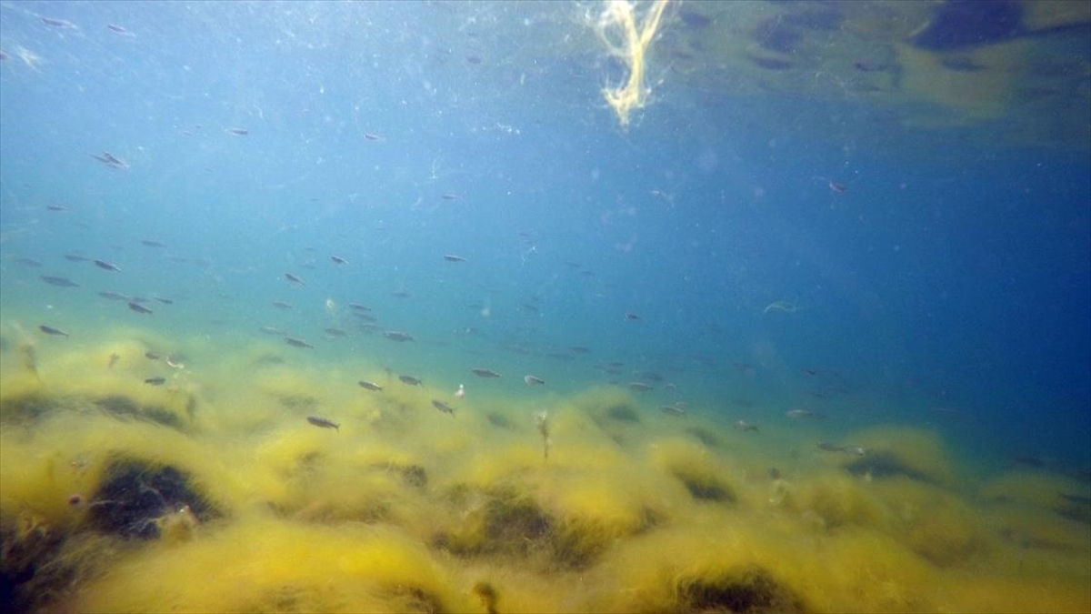 Balık Gölü'nde Yumurtadan Çıkan Balık Yavruları Görüntülendi