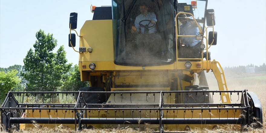 Bakan Pakdemirli Büyükçekmece'de Buğday Hasadı Yaptı