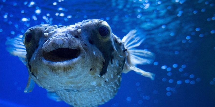 Türkiye'nin Denizleri İstilacı Türlerden Korunacak