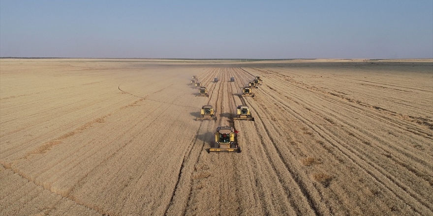 'Dev İşletme'nin Kaliteli Buğdayına Yurt Dışı İlgisi