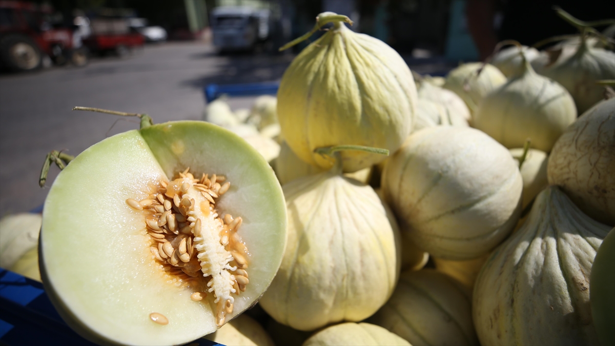 Ata Tohumundan Yetiştirilen "yeşilçomlu Kavunu" Pazara İnmeden Alıcı Buluyor