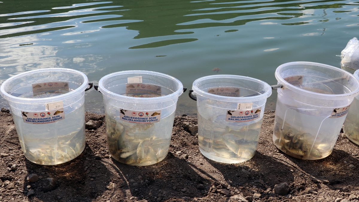 Amasya'da Ziyaret Barajı'na 100 Bin Sazan Balığı Yavrusu Bırakıldı