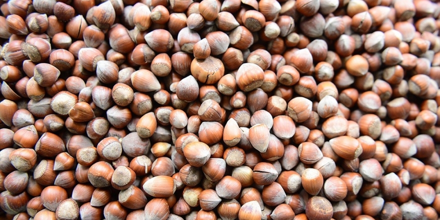 Fındık Üreticisine Alan Bazlı Gelir Desteği Uyarısı