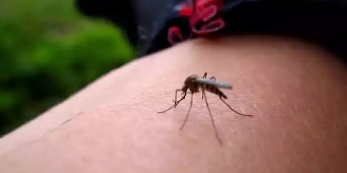 İstanbul'da sivrisinek alarmı