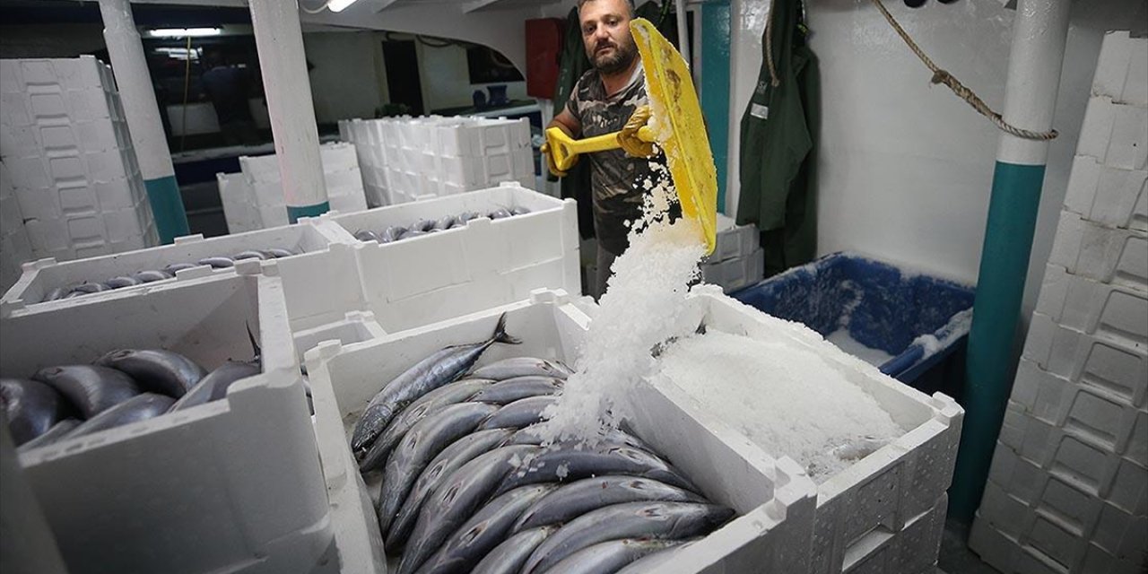 Batı Karadeniz'de Palamut, Balıkçıların Yüzünü Güldürdü
