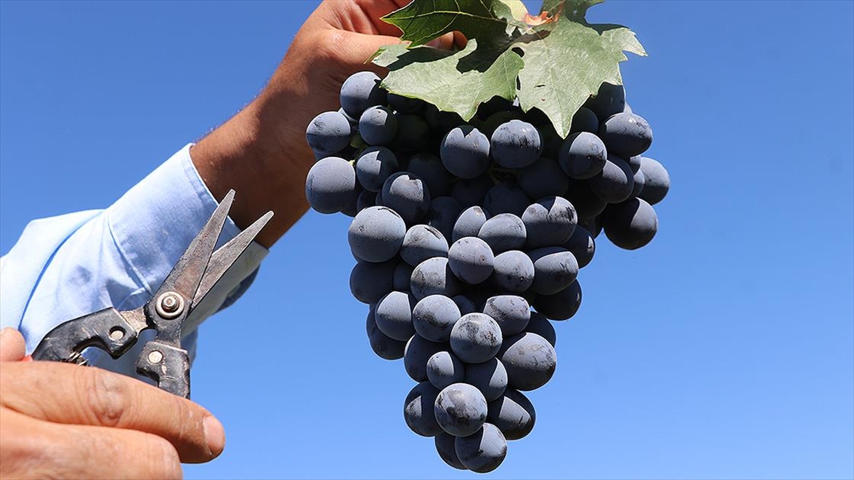 Erzincan'ın Az Şekerli "Cimin Üzümü"nün Hasadına Başlandı