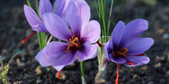 Üretim Alanı Artırılan Safranda 35 Kilogram Verim Bekleniyor