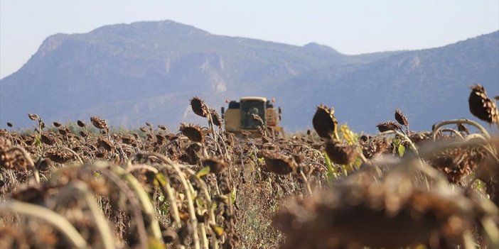 Burdur'da Su Basan Hububat Tarlalarına Ekilen Ayçiçeğiyle Çiftçinin Yüzü Gülecek