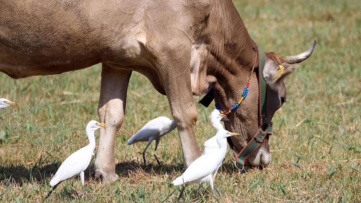 Balık Yemeyen Balıkçıllar Hayvan Sürüleriyle Yaşamlarını Sürdürüyor