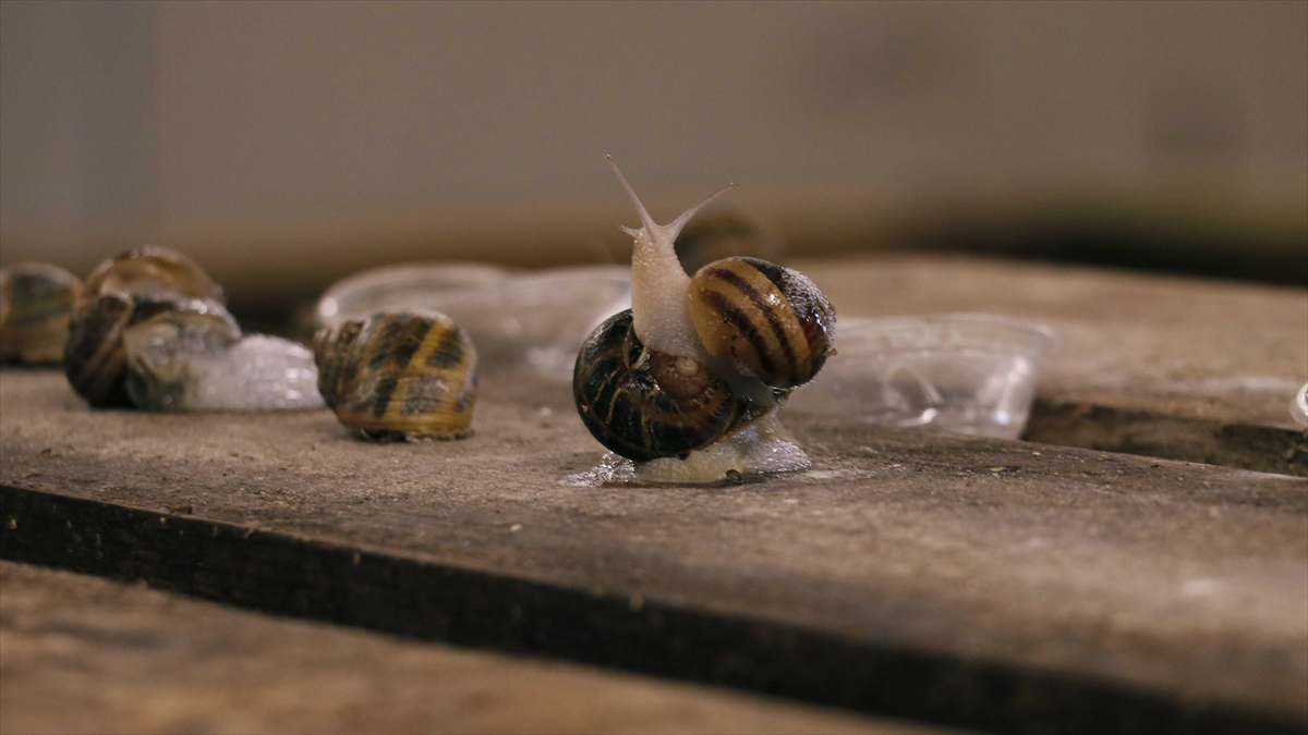 Kocaeli'de Kurulu Salyangoz Çiftliği İspanya'daki Restoranların İhtiyacını Karşılıyor