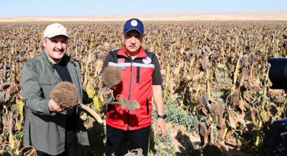 Tarım Bakanı çiftçiyi göremiyor! Ayçiçeği üreticisi ortada kaldı