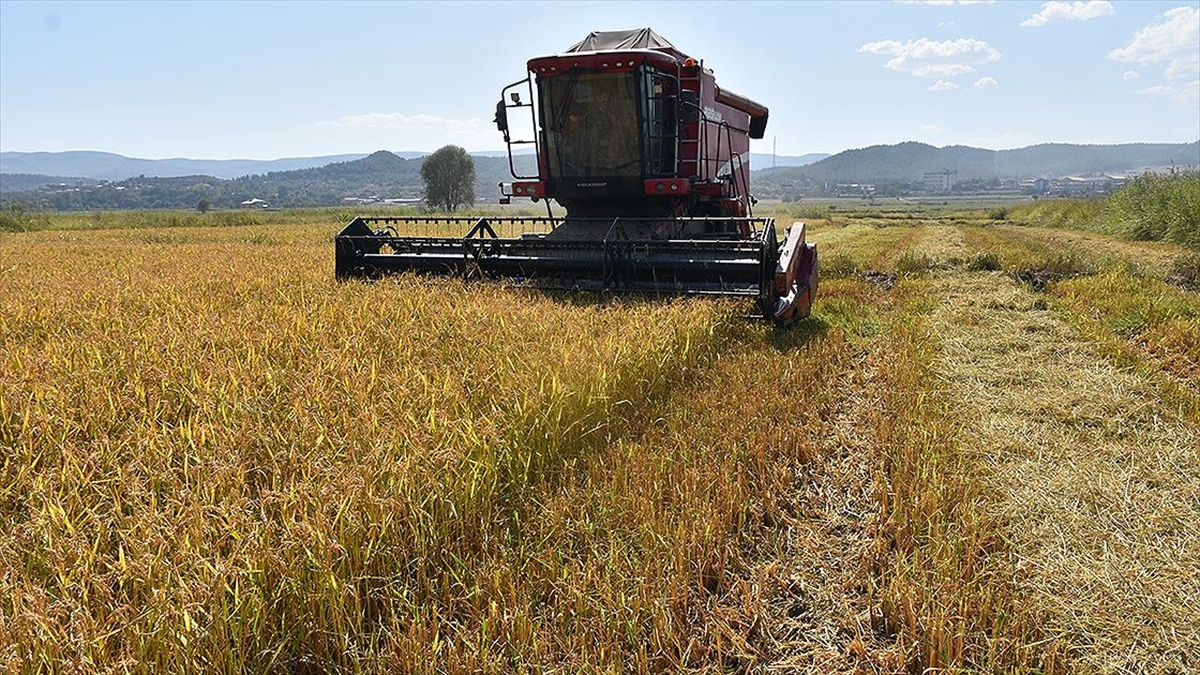 Sinop'ta Çeltik Hasadına Başlandı