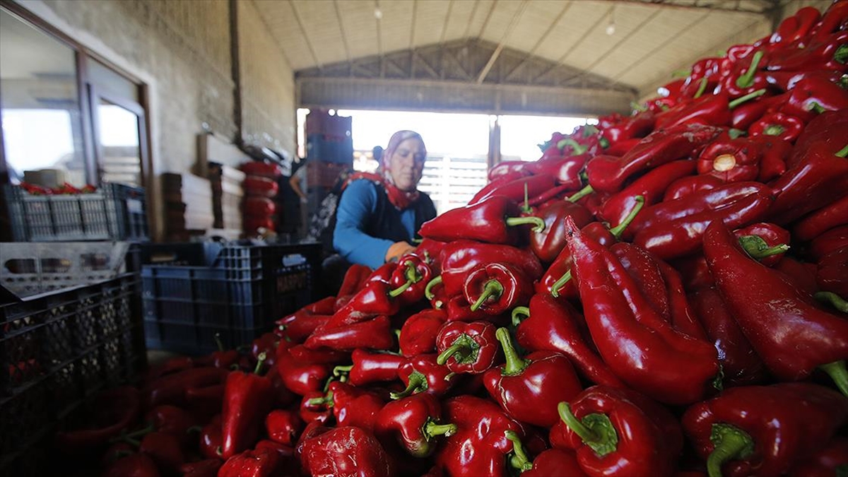 Bafra Ve Çarşamba Ovalarında Yetişen Kapya Biber Tarlada Alıcı Buluyor
