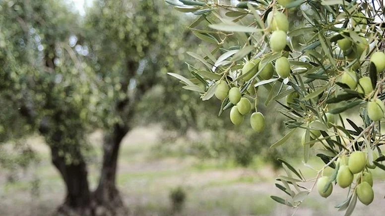 Danıştay, zeytinlik yönetmeliğinin yürütmesini durdurdu