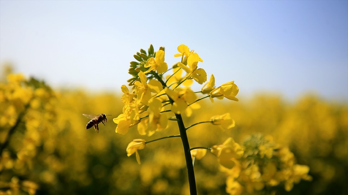 Edirne'de Üreticilere Yüzde 75 Hibeli Kanola Tohumu Dağıtıldı