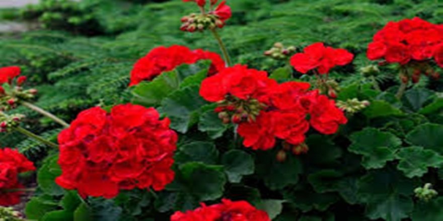 Erkan Sevinç Yazdı: Bitmeyen Aşk