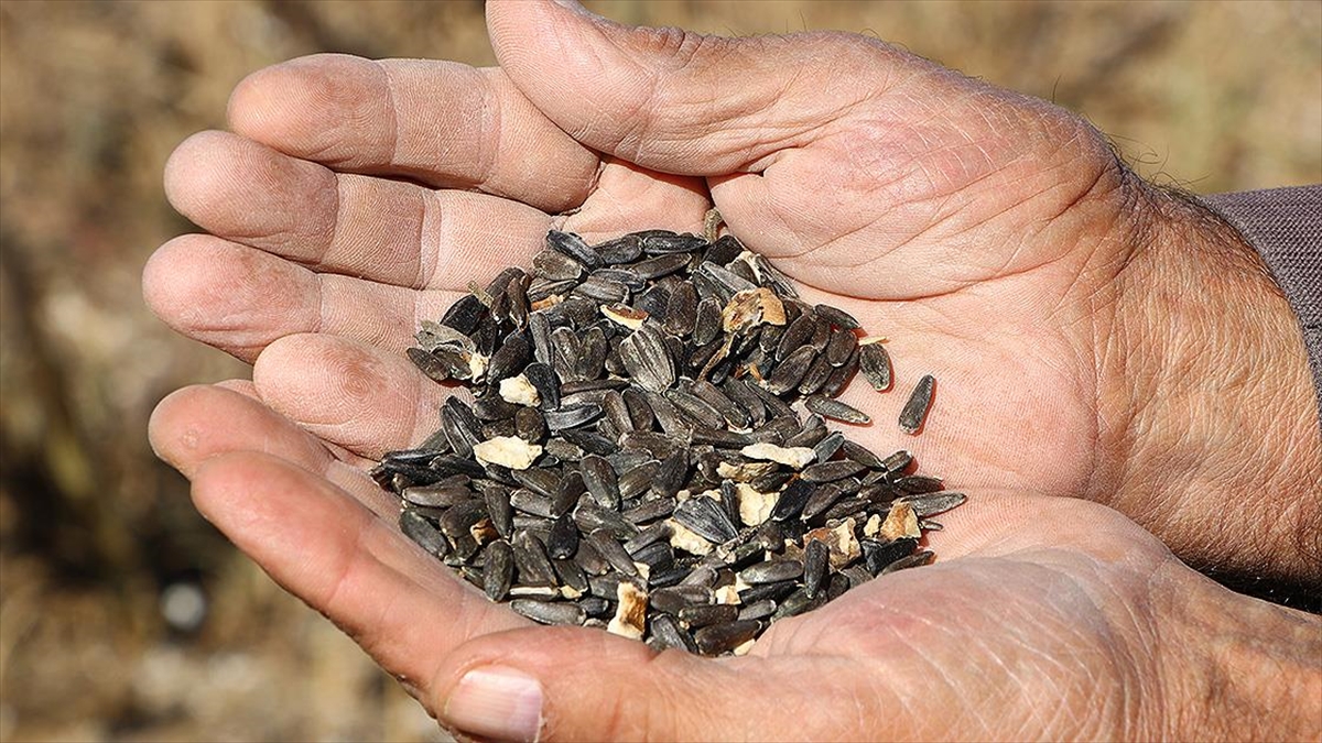 Tekirdağ'da Yerli Hibrit Ayçiçeğinin Rekoltesi Memnun Ediyor