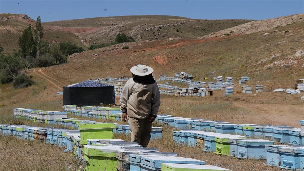 Gezgin Arıcı "En İyi Bal" İçin Kovanlarıyla İl İl Dolaşıyor