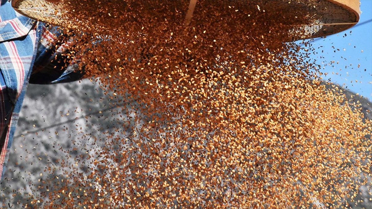 Gökova Susamı Yurt Dışı İçin Hasat Ediliyor