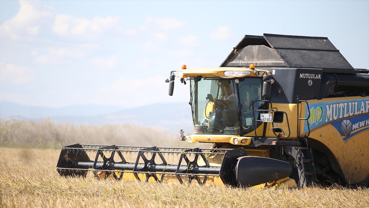 Gönen Ve Manyas Ovalarındaki Çeltik Tarlalarında Hasat Zamanı