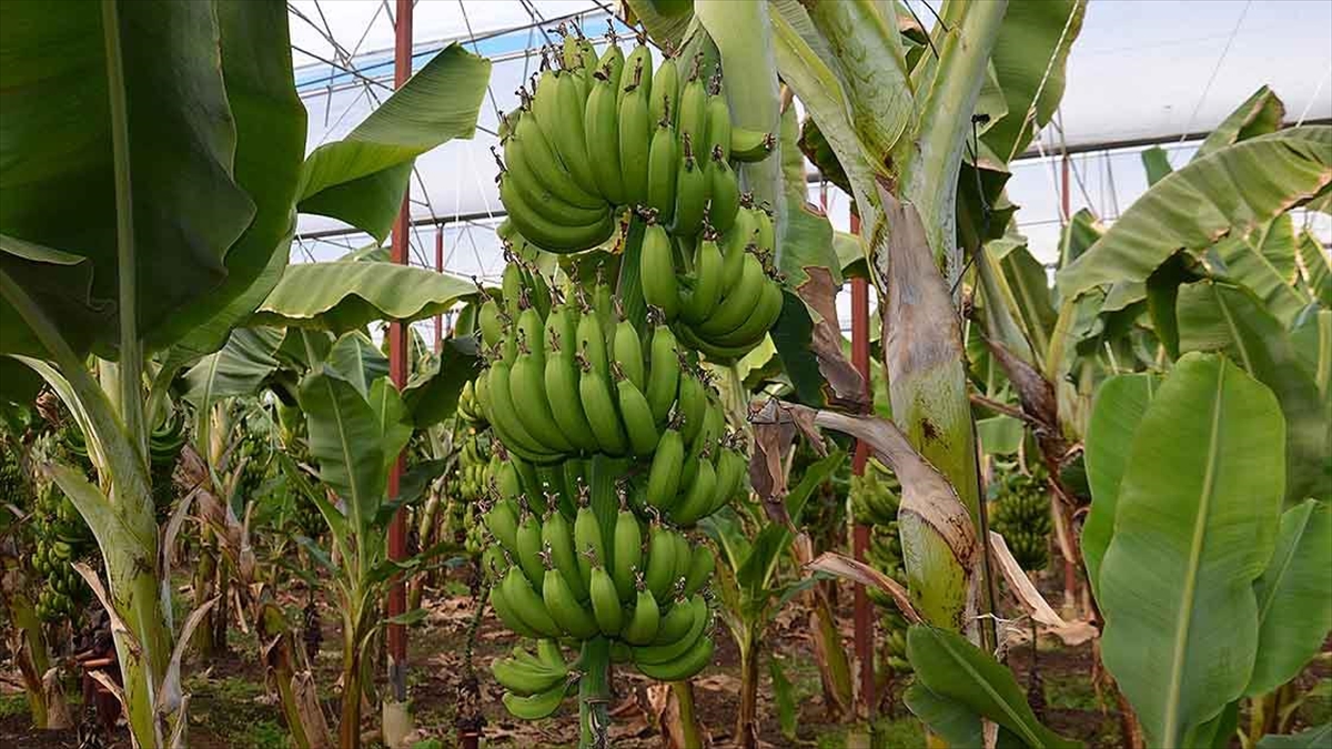 Türkiye'nin Muz Üretimi  5 Yılda Yüzde 139,4 Arttı