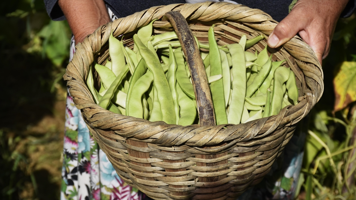 Ata Tohumuyla Yetiştirdikleri "çongara Fasulyesi"ni Coğrafi İşaretle Tescillemek İstiyorlar