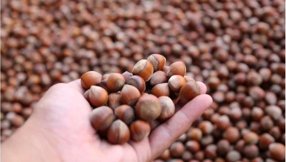 Fındık üreticileri dikkat: TMO müdüründen fındık fiyatı uyarısı