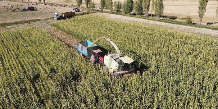Erzincan Ovası'nda Silajlık Mısırın Üretim Alanı Genişliyor
