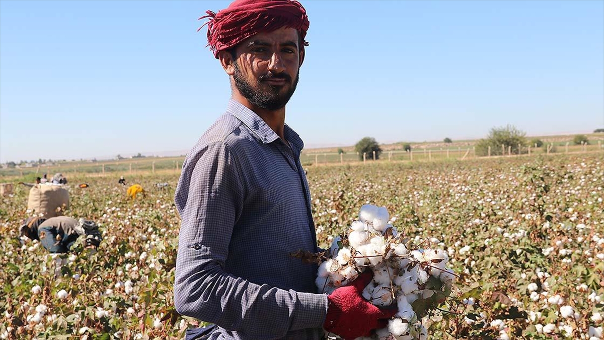 Şanlıurfa'da Ekim Alanı Yüzde 55 Artan Pamukta Hasat Zamanı