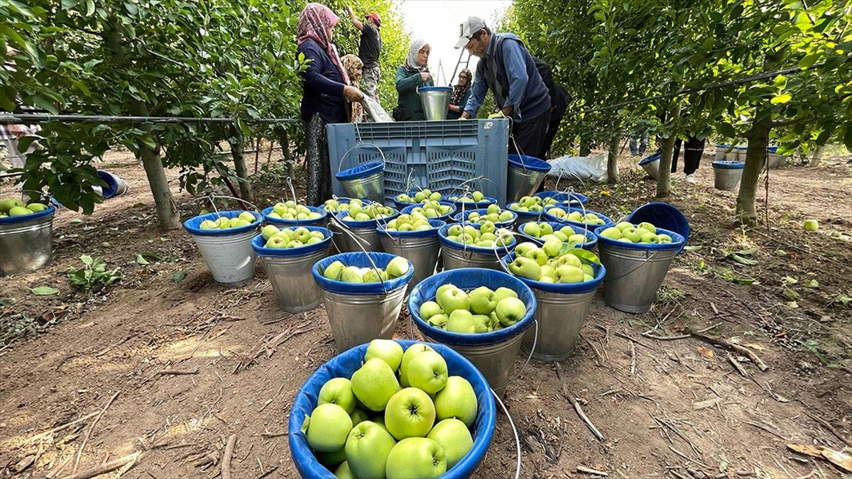 Isparta'nın Elma Bahçelerinde Hasat Hareketliliği