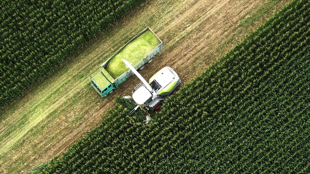 Düzce'de İkinci Ürün Olarak Ekilen Silajlık Mısırda Verim Beklentisi Yüksek