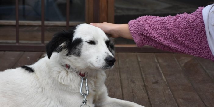 Tarım Ve Orman Bakanlığı Sahipsiz Hayvanlara Yönelik Rehabilitasyon Ve Bakım Stratejisine Odaklandı