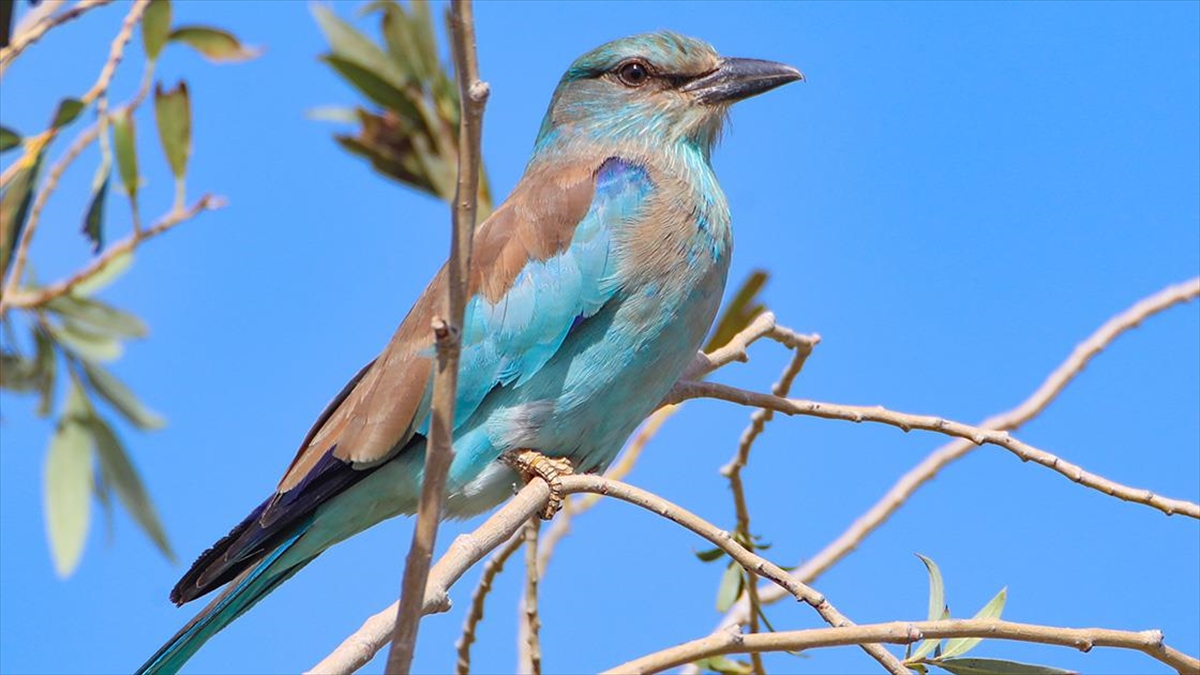 Aras Kuş Cenneti'nde Halkalanan Kuş Sayısı 160 Bini Geçti