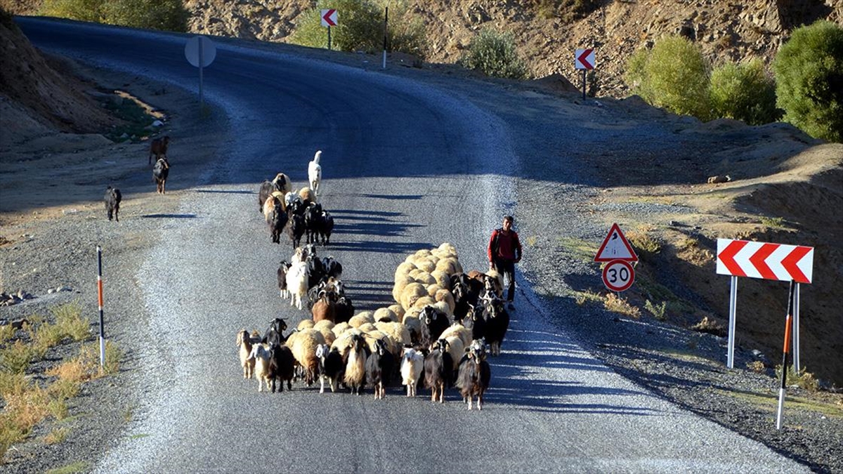 Muş'ta Göçerlerin Eve Dönüş Yolculuğu Devam Ediyor