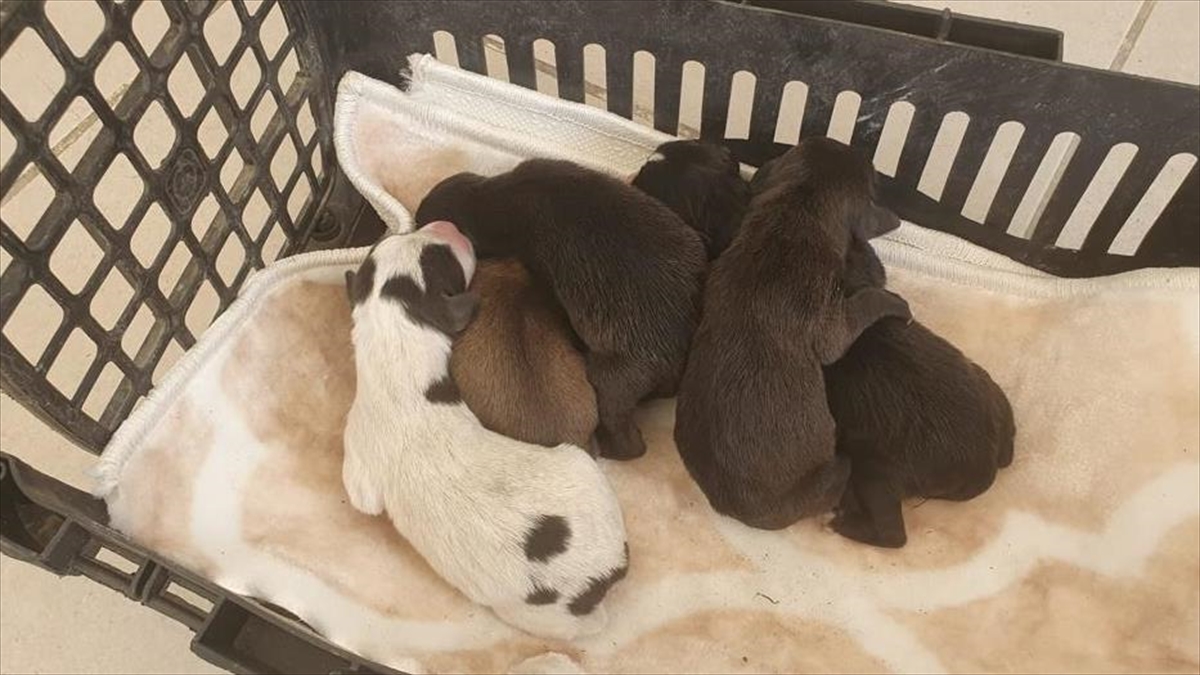 Çöp Konteynerinde Bulunan Yavru Köpekler Koruma Altına Alındı