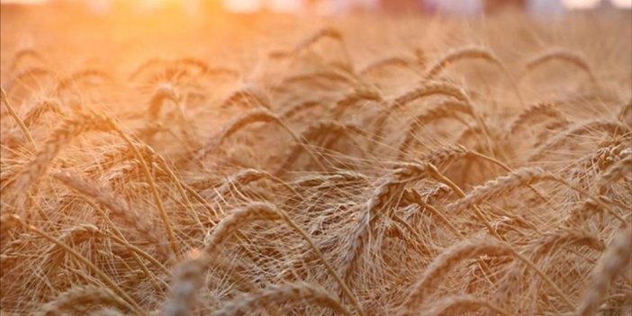 Rusya, Ukrayna’da İlhak Edilen Bölgelerden İlave 5 Milyon Ton Tahıl Hasadı Öngörüyor