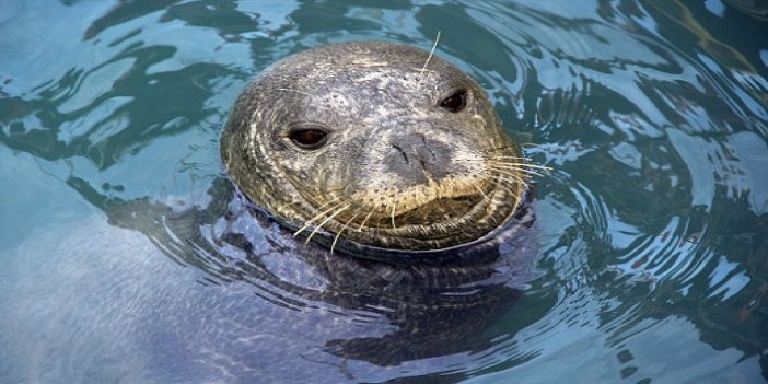 KUŞADASI BELEDİYESİ DENİZ CANLILARI TANITIM MERKEZİ KURUYOR