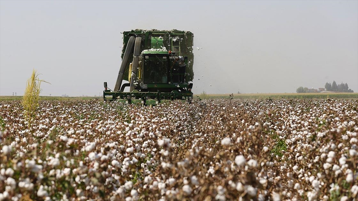 Mardin Ovası'nda Üretilen Pamukta 40 Bin Tonu Aşkın Rekolte Bekleniyor