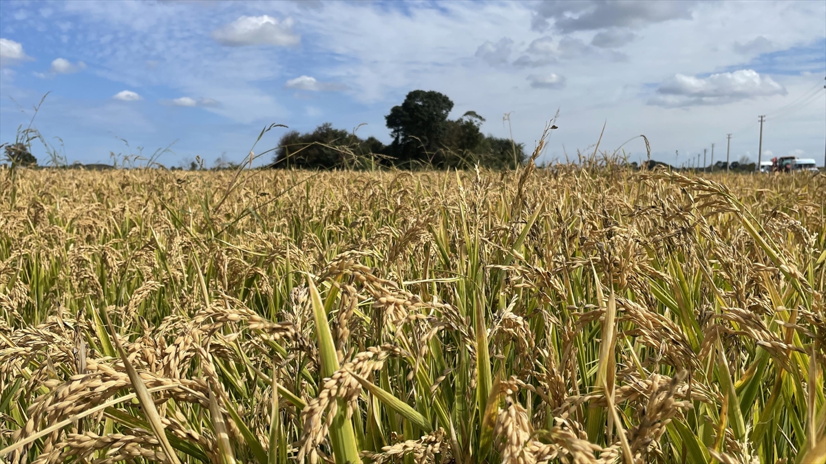 Çeltik Alım Fiyatları Ton Başına 1000 Lira Artırıldı
