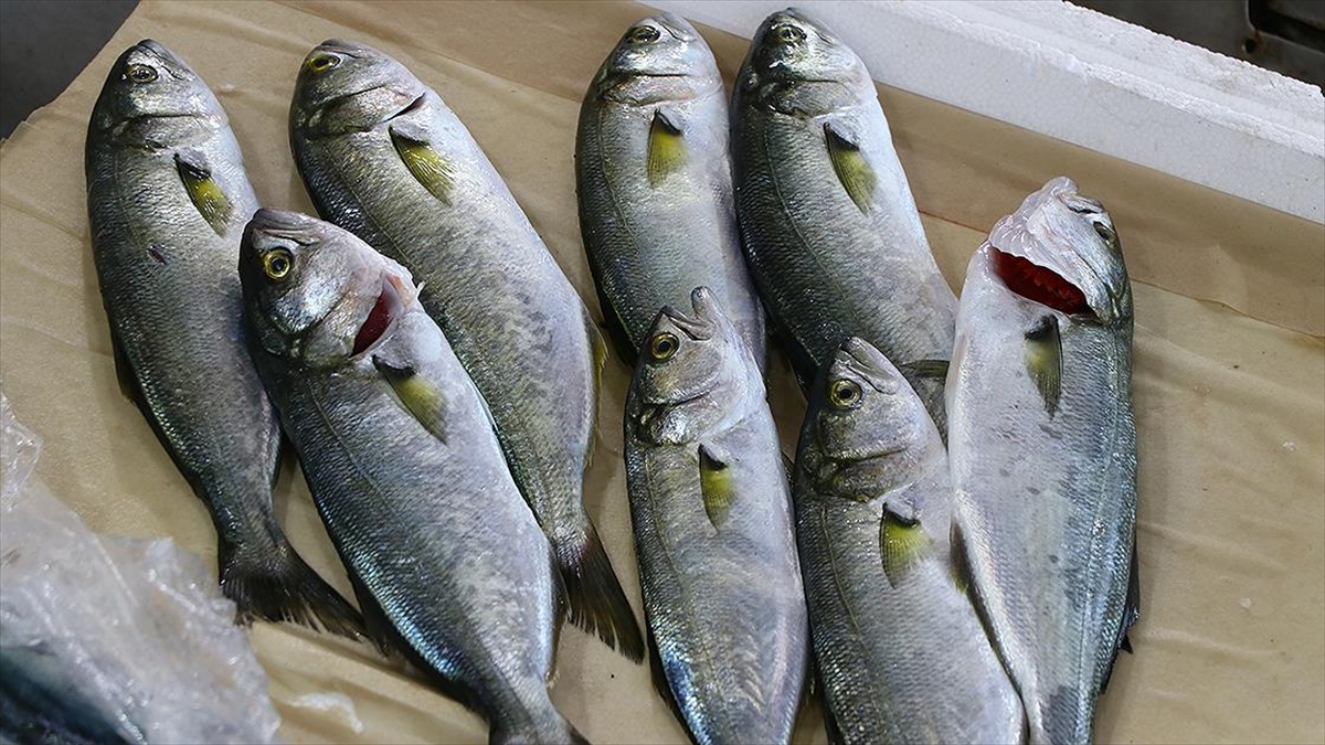 Tekirdağ'da Lüfer Tezgahlarda Yerine Almaya Başladı