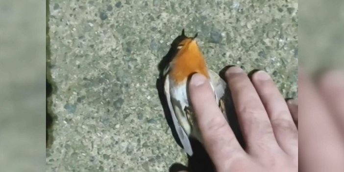 Rize'de Güvenlik Görevlisi Baygın Haldeki Serçeyi Kalp Masajıyla Hayata Bağladı