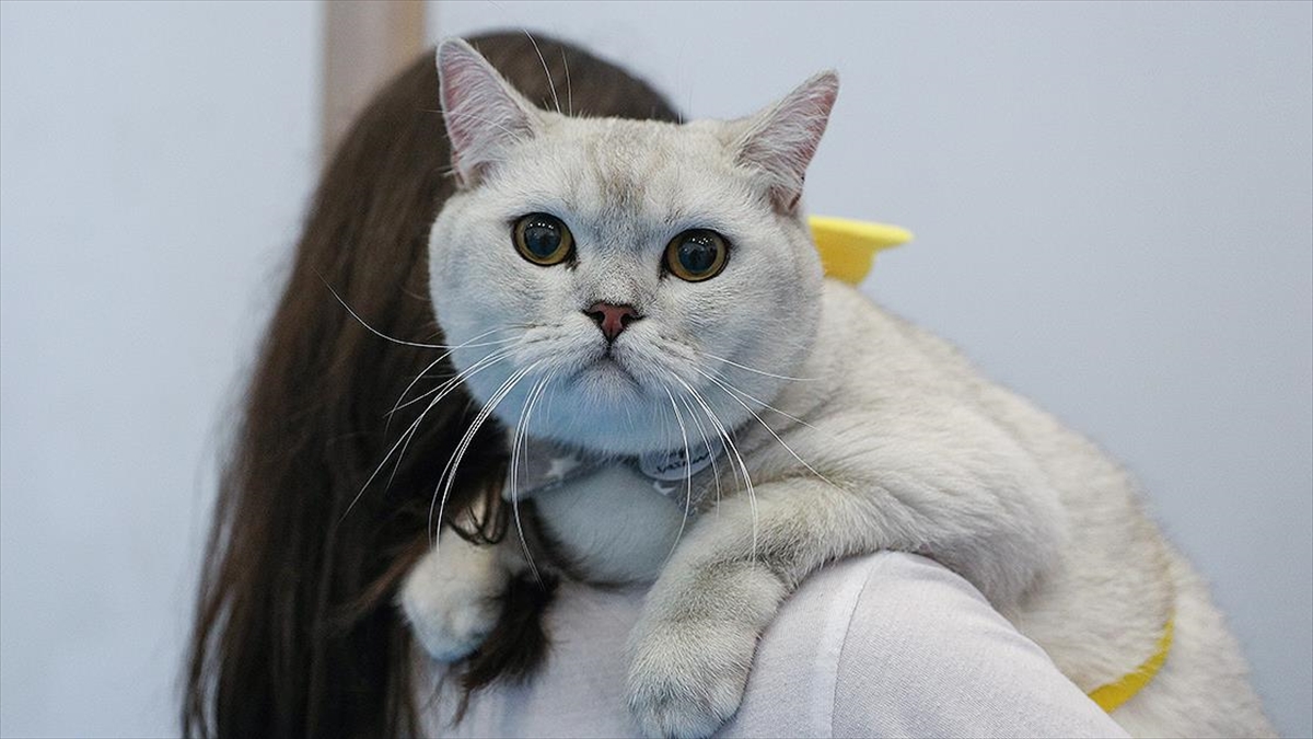 Pet Hayvanlarının Kimliklendirilmesi İçin Son Tarih 31 Aralık