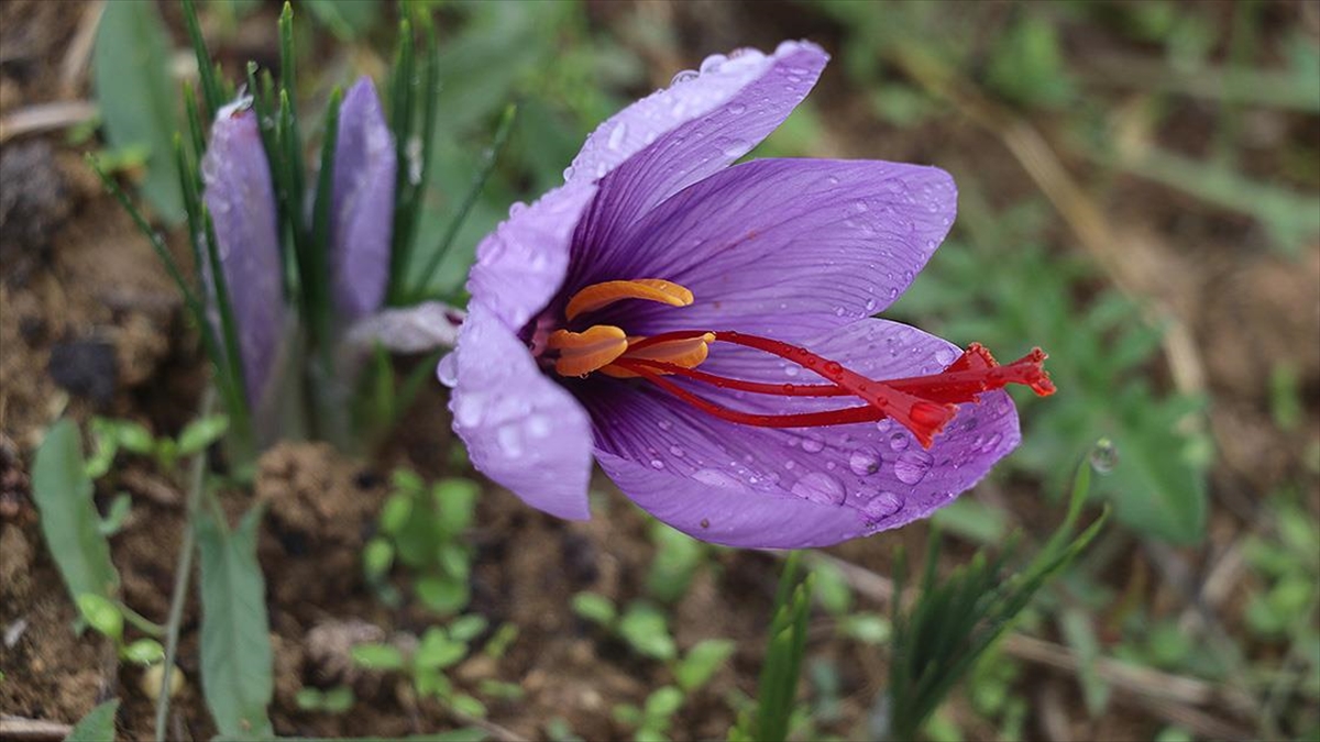Çiçekleri Açan Safranda Hasat Başladı