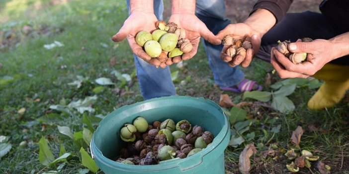 Giresun'un Tescilli Şebin Cevizinde Hasat Mesaisi Başladı