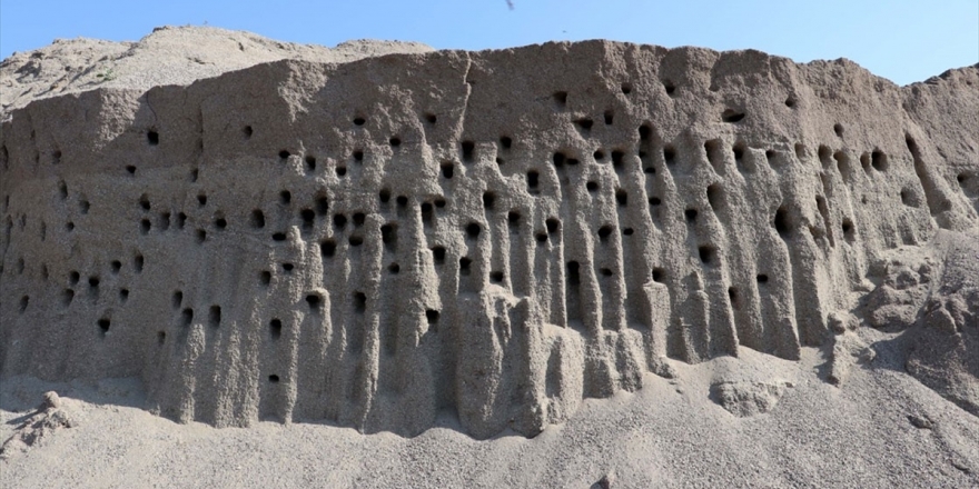 Kırlangıç Yuvaları İçin Zarar Etmeyi Göze Aldılar