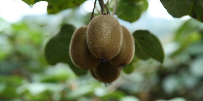 10 Bin Ton Kivi Rekoltesi Bekleniyor