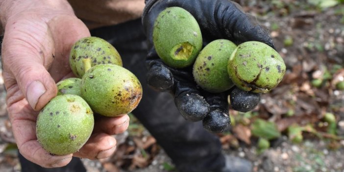 Bilecik'te Üretilen Cevizler Ülkenin Her Yanına Satılıyor
