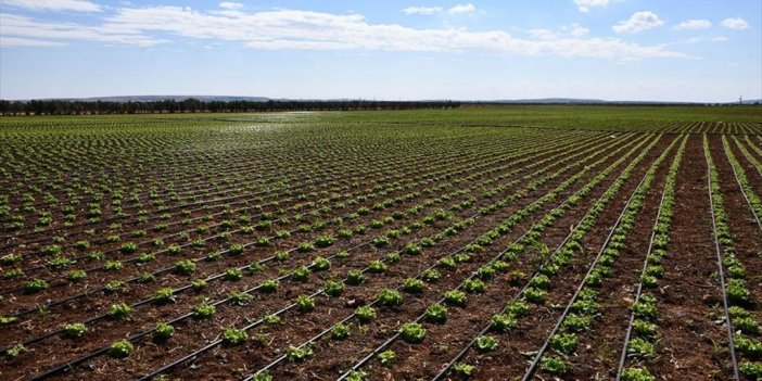 Modern Sulama Sistemleriyle Yaklaşık 87 Bin Olimpik Havuzluk Su Tasarrufu Sağladılar