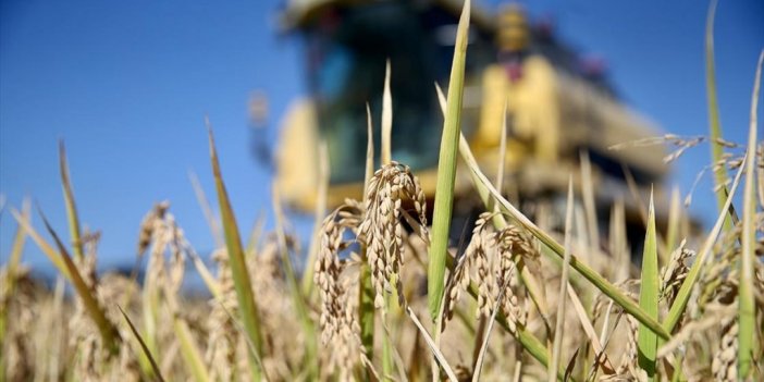Tescilli Konuralp Pirincinde Hasat 'yüksek Verim' Beklentisiyle Başladı