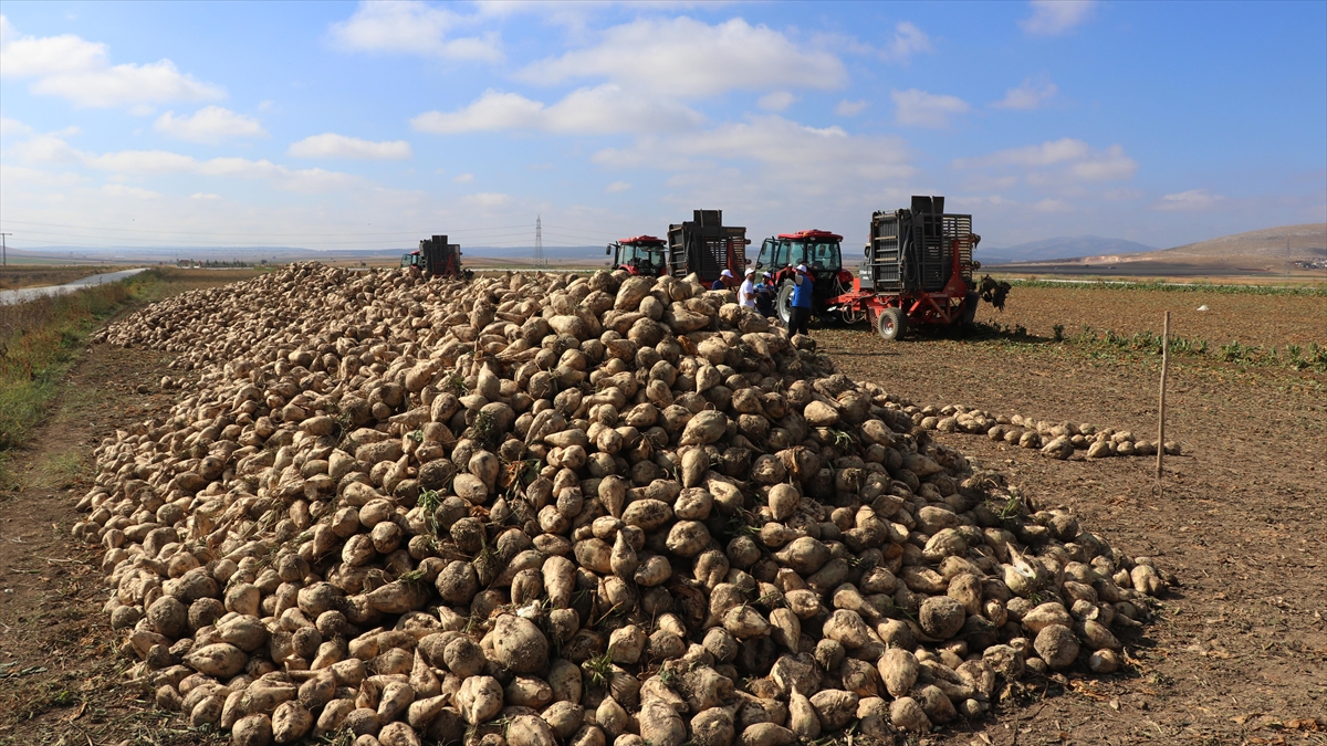 Az Maliyetle Üretim İçin Deneme Ekimi Yapılan Şeker Pancarının Hasadı Yapıldı